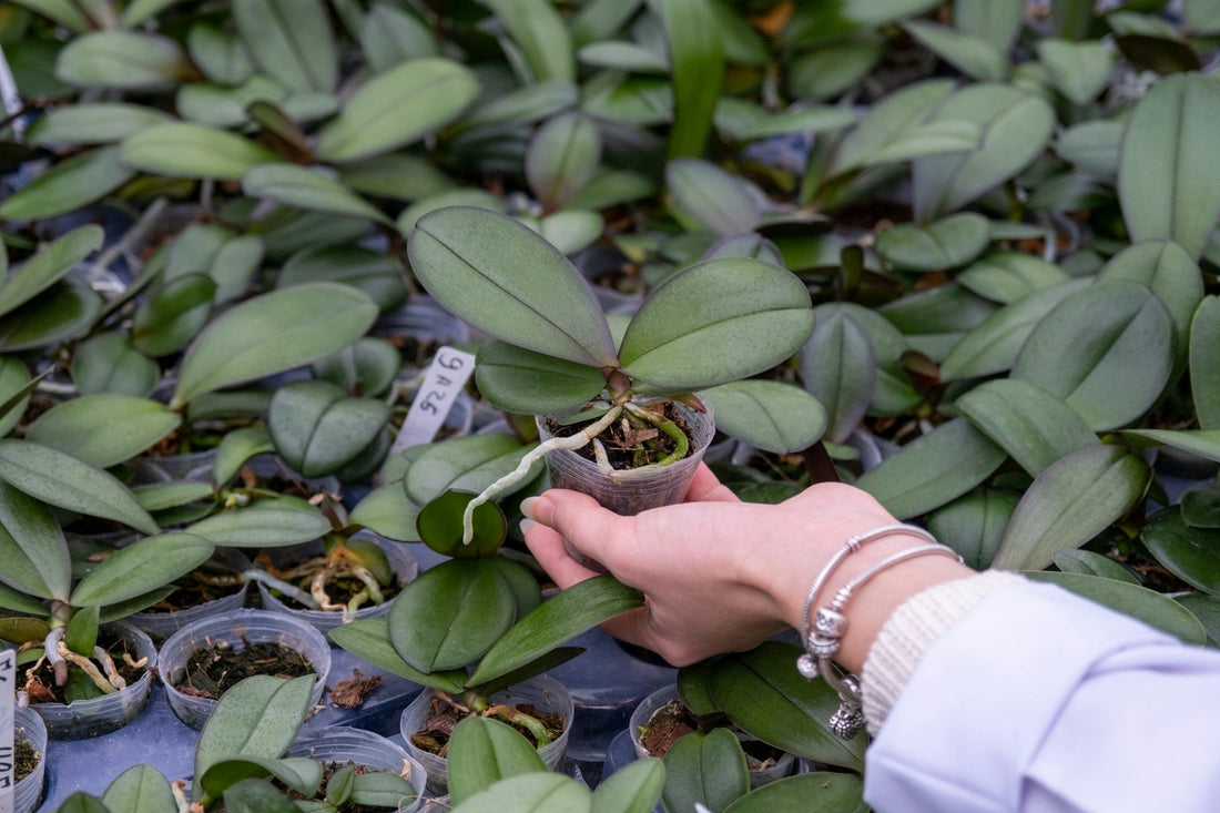 Ancient Remedies for Constipation: Exploring Time-Tested Solutions for Digestive Health