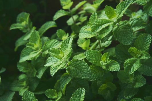 Can Herbal Medicine Affect Kidney Health? Insights and Considerations