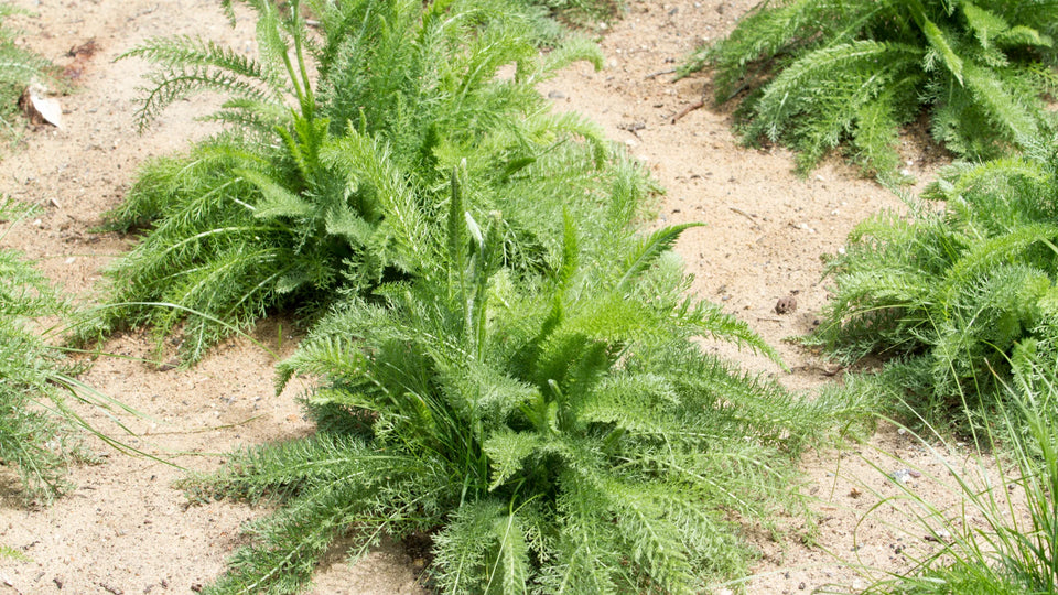 Green, fern-like plants growing in sandy soil.