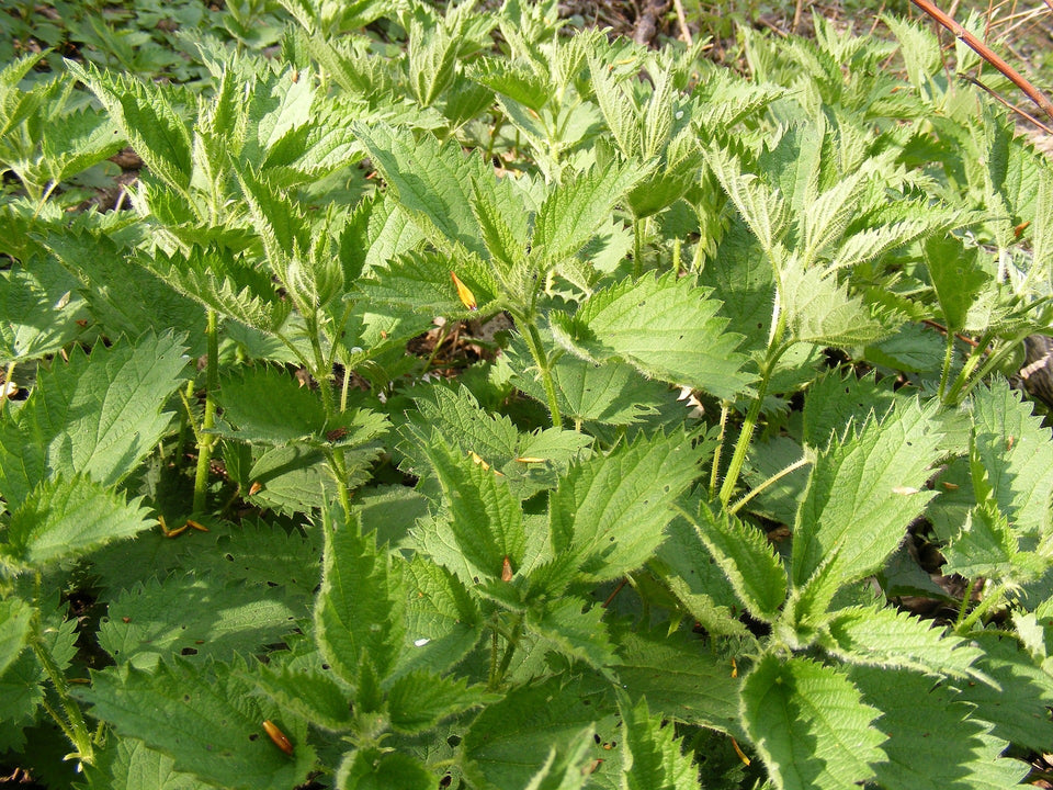 A close-up of vibrant green stinging nettle plants.