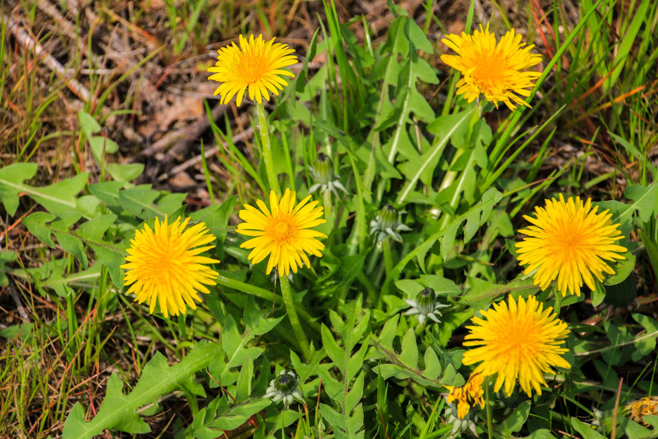 Yellow dandelion flowers with green leaves in a grassy area.