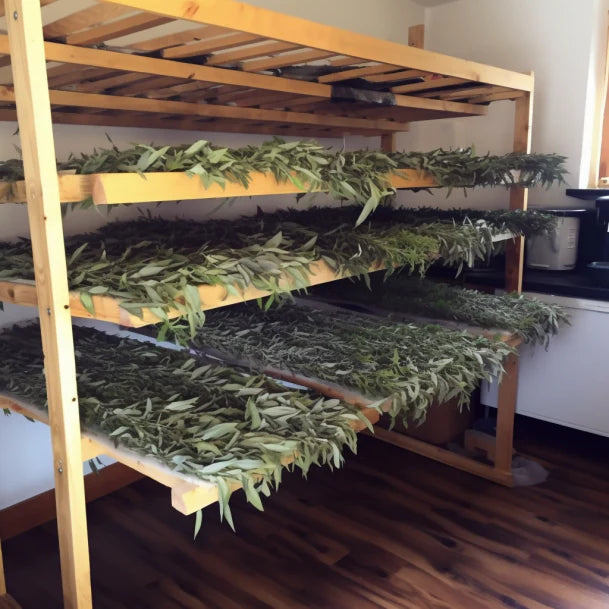 Herbs drying on wooden racks in a well-lit room.