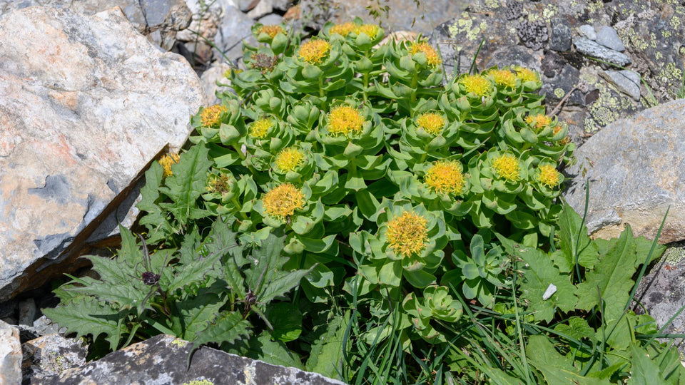 Yellow-flowered plant growing between rocks in a natural setting.