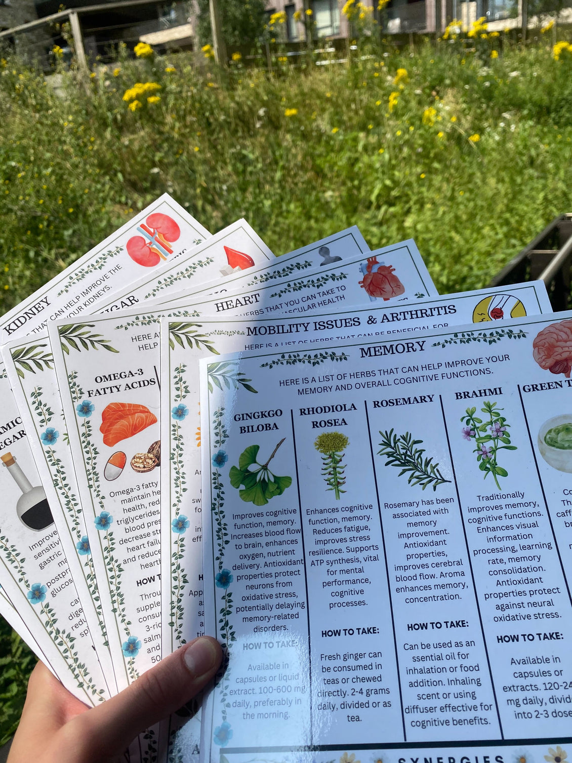 Hand holding illustrated herb guides against a background of green plants and yellow flowers.