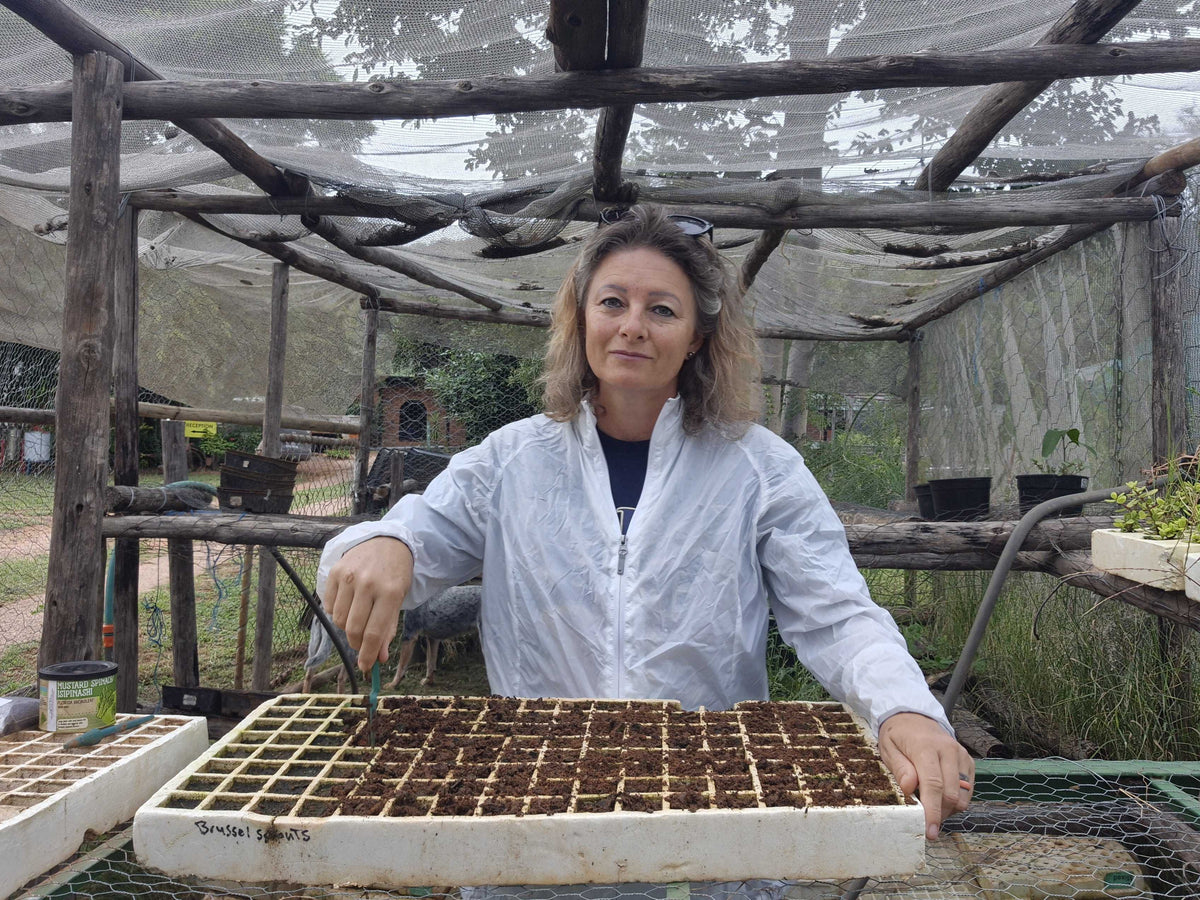 Person in a greenhouse planting seeds in a tray labeled 'Brussel Sprouts.'